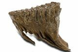 Fossil Woolly Mammoth Lower M Molar - Poland #337181-4